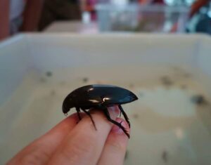 veronicaerivera-divingbeetle_orig