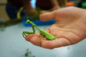 veronicaerivera-mantid_orig