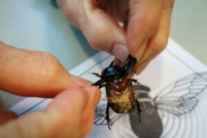 veronicaeriverabeetle_1_orig